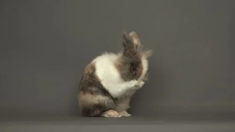 Rabbit washing face on gray background Video stock 164204019