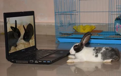 Rabbit Watching Video in Computer Stock Photos