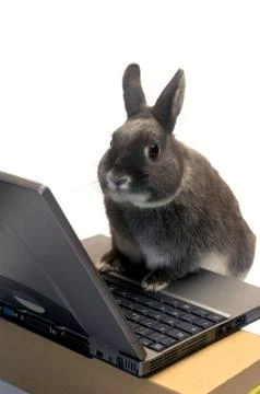 Rabbit webmaster Stock Photos