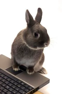 Rabbit webmaster Stock Photos