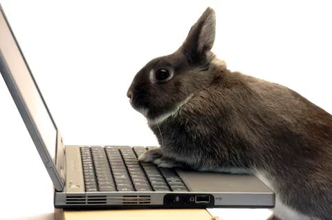 Rabbit webmaster Stock Photos