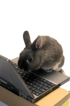 Rabbit webmaster Stock Photos