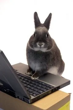 Rabbit webmaster Stock Photos