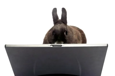 Rabbit webmaster Stock Photos