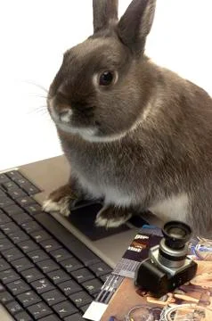 Rabbit webmaster Stock Photos