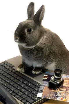 Rabbit webmaster Stock Photos