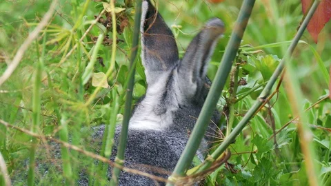 Rabbit while eating Stock Footage 86630379