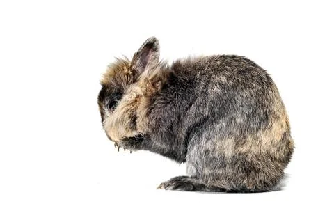 Rabbit in the white background eating something Stock Photos