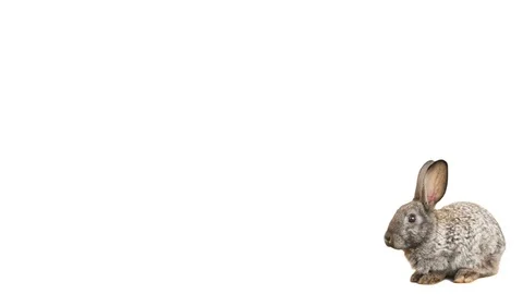 Rabbit	on a white background Stock-Footage 76012628