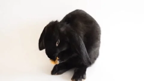 Rabbit on white background Stock Footage 139110468