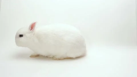 A rabbit on a white background leaves the frame and jumps on its hind legs Stock Footage 170200148