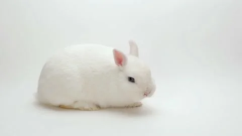 A rabbit on a white background licks his lips and moves his nose Stock Footage 170200012