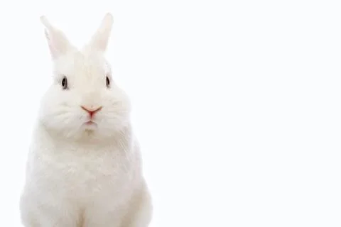 Rabbit on white background Foto stock