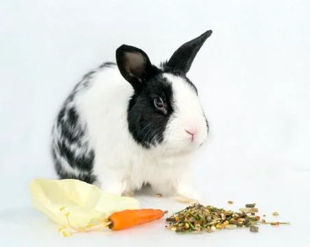 Rabbit on a white background Stock Photos