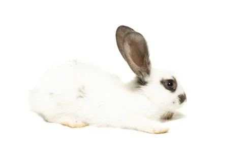 Rabbit on a white background Stock Photos