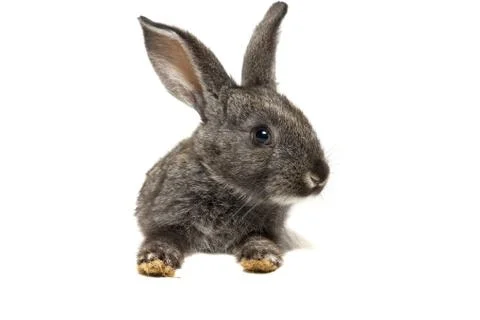 Rabbit on a white background Stock Photos