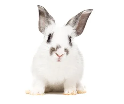 Rabbit on a white background Stock Photos