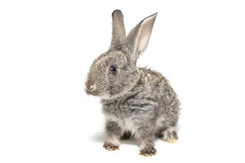 Rabbit on a white background Stock Photos