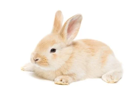 Rabbit on a white background Stock Photos