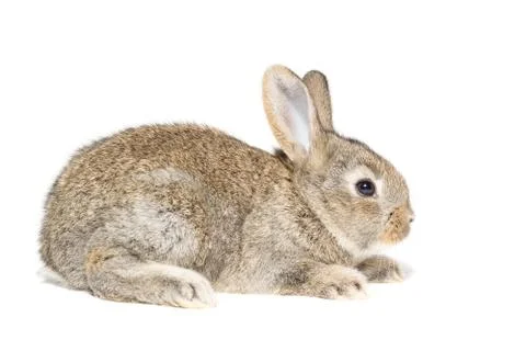 Rabbit on a white background Stock Photos