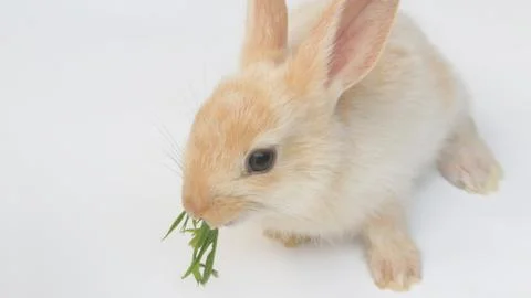 Rabbit on a white background Stock Photos