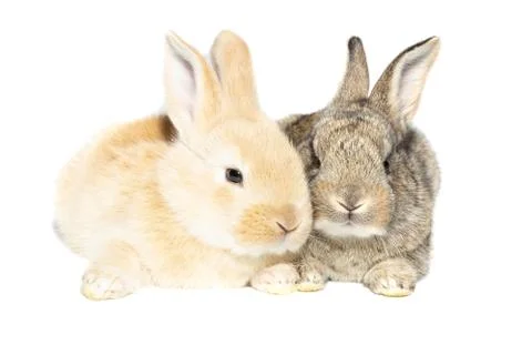 Rabbit on white background Stock Photos