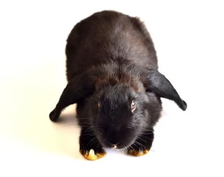 Rabbit on white background Stock Photos