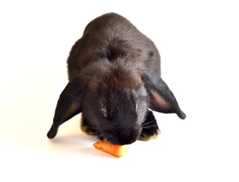 Rabbit on white background Stock Photos