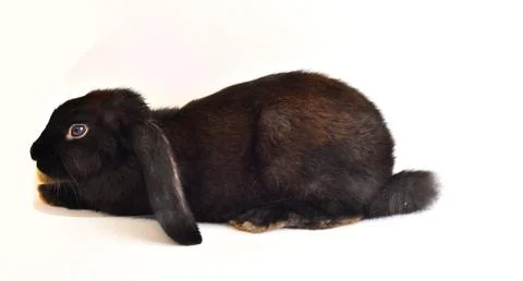 Rabbit on white background Stock Photos