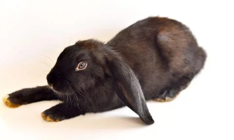Rabbit on white background Stock Photos