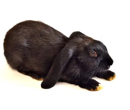 Rabbit on white background Stock Photos
