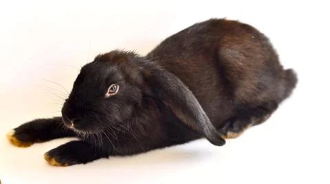 Rabbit on white background Stock Photos