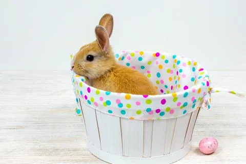 Rabbit in a white basket with colorful Easter eggs on a white table. Place for Stock Photos