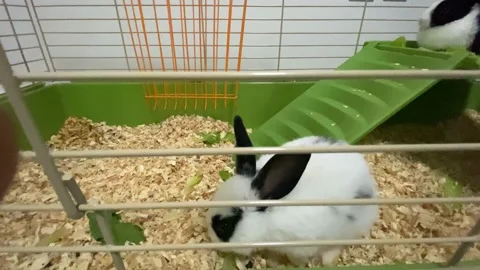 Rabbit White with black spots Stock Footage 142653231