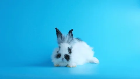 Rabbit white many action on blue screen background Stock Footage 125035243