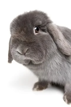 Rabbit on white Foto stock