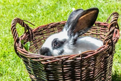  Rabbit in a wicker basket Foto stock