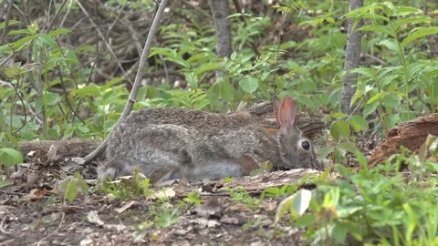Rabbit Wildlife in Forest Stock Footage 89921531