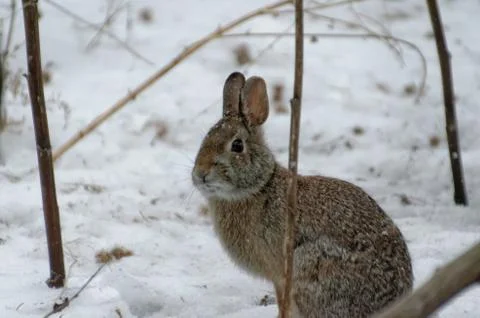 Rabbit in Winter 스톡 사진