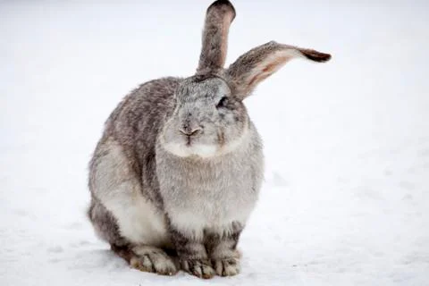 Rabbit in wintertime Foto stock