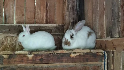 The rabbit woke up Stock Footage 155575517