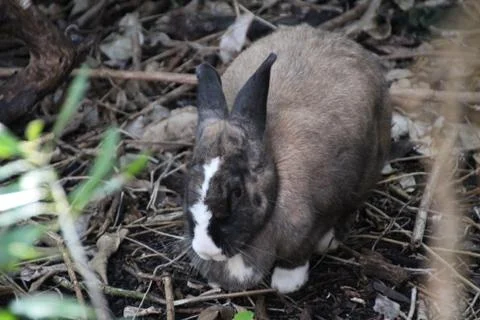 Rabbit in the woods Stock Photos