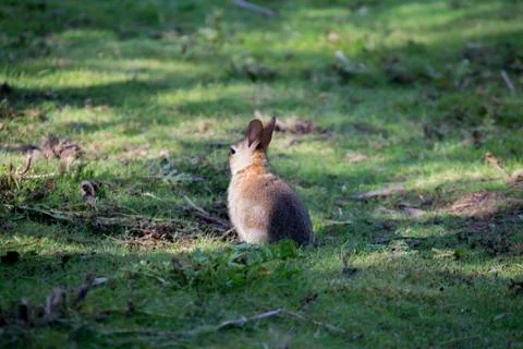 Rabbit in the woods Foto stock