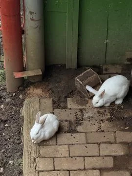 A rabbit on the yard Stock Photos