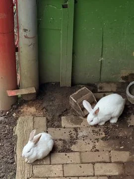 A rabbit on the yard Stock Photos