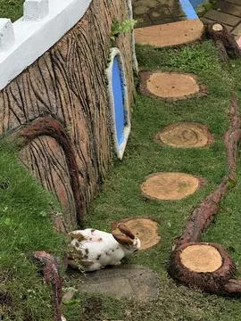 A rabbit on the yard Stock Photos