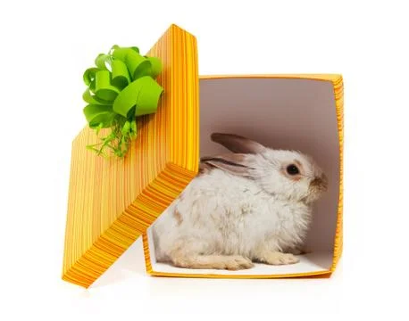 The rabbit in the yellow box Stock Photos