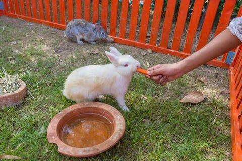 Rabbit in the zoo Stock Photos