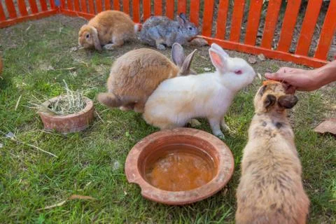Rabbit in the zoo Stock Photos