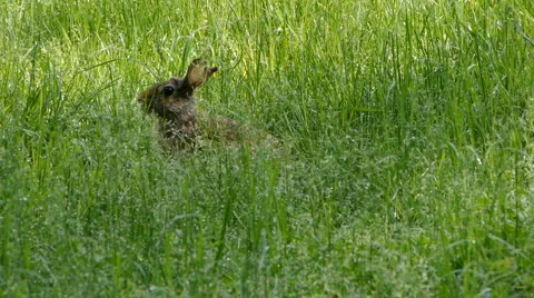 Rabbit01 Stock-Footage 5298025